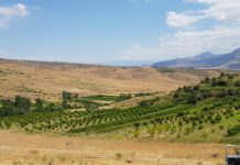 Maran Wines, The Regions Highest and Steepest Industrial Vineyard is Being Established հյ